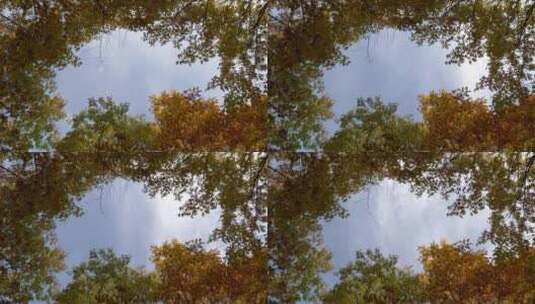 透过树冠缝隙看天空高清在线视频素材下载