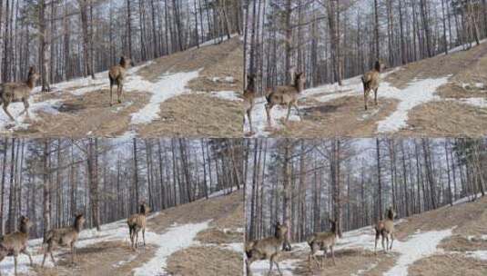野生鹿在森林中行走高清在线视频素材下载