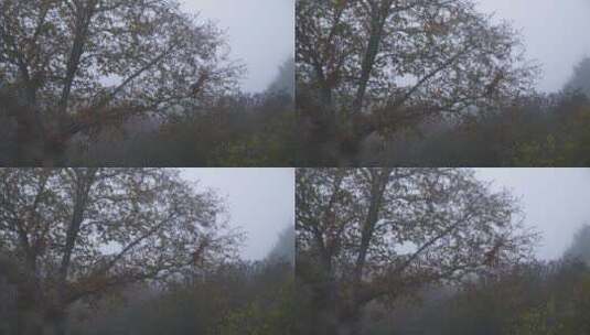 雾蒙蒙的早晨秋叶从树上落下的长镜头高清在线视频素材下载