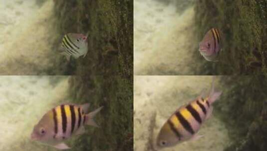 热带观赏鱼高清在线视频素材下载