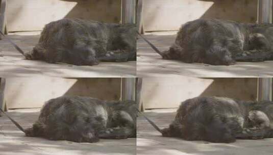小黑狗趴在地上休息高清在线视频素材下载