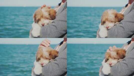 女人在海边抱着一只小狗高清在线视频素材下载