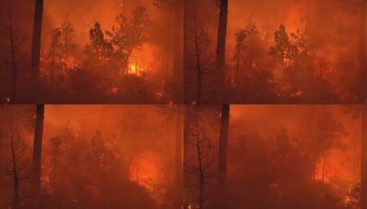 森林里的野火肆虐高清在线视频素材下载