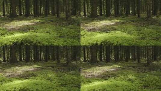 长满苔藓的森林地面高清在线视频素材下载