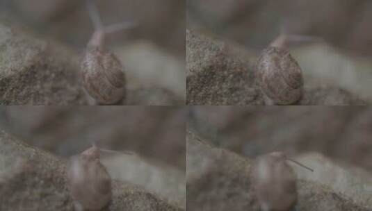 雨后蜗牛爬行LOG高清在线视频素材下载