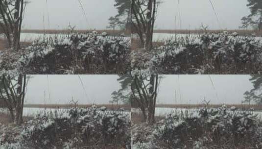 冬草被雪覆盖高清在线视频素材下载