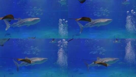 海底世界水滴鲨鱼鳐鱼魔鬼鱼小鱼高清在线视频素材下载