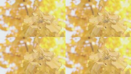 秋天银杏树叶金色阳光空镜2高清在线视频素材下载