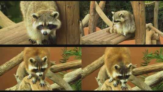 小浣熊在树桩上动物园野生动物高清在线视频素材下载