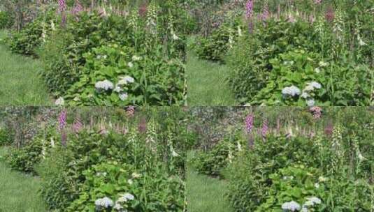 花园花香花巷绿植花海高清在线视频素材下载