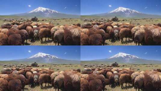 棕色的羊群_背景是一座白雪皑皑的山高清在线视频素材下载