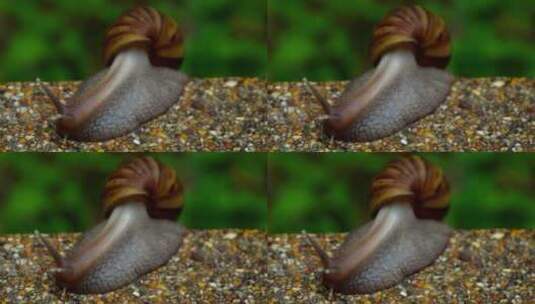 花园蜗牛在人行道上爬行高清在线视频素材下载