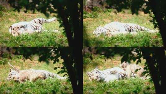 一只白虎幼崽和他的母亲在草丛中玩耍高清在线视频素材下载