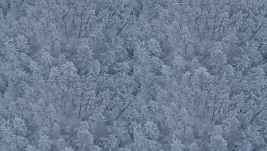 航拍冬季雪原松林雾凇高清在线视频素材下载