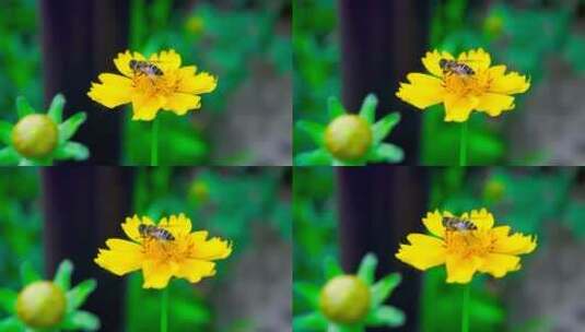 采花蜜的小蜜蜂高清在线视频素材下载