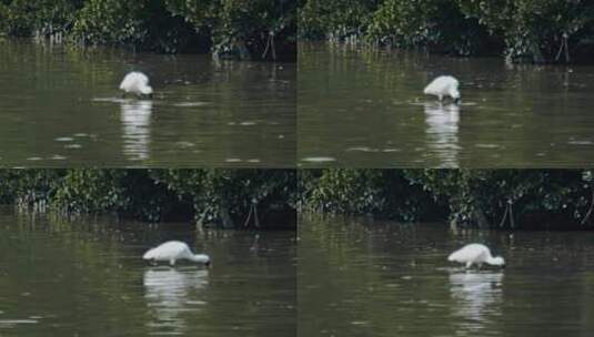 深圳湾鸟类栖息地自然风光视频高清在线视频素材下载