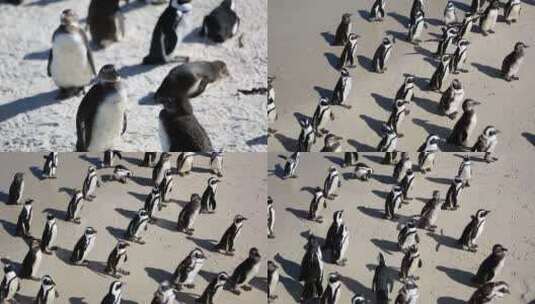 高空俯瞰沙滩上的企鹅群高清在线视频素材下载