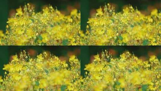 黄色的花簇高清在线视频素材下载
