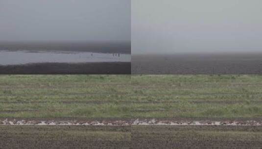 清晨湿地滩涂雾气水鸟觅食飞翔高清在线视频素材下载