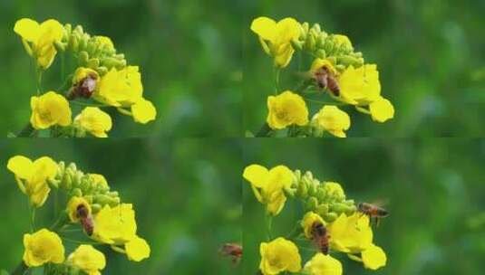 两只蜜蜂在油菜花上采蜜高清在线视频素材下载