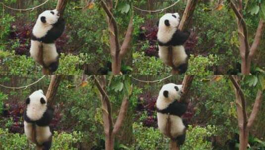 树上玩耍的可爱大熊猫幼崽高清在线视频素材下载