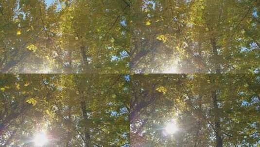 秋天里金黄秋景唯美的阳光银杏树树叶高清在线视频素材下载