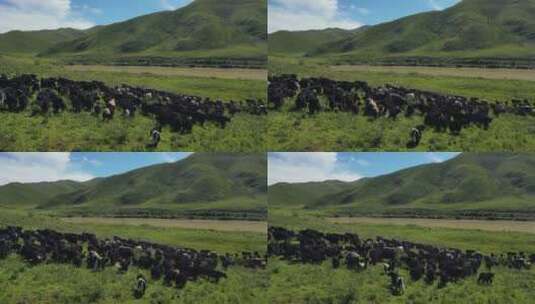甘肃玛曲县甘南草原牦牛牧场高清在线视频素材下载