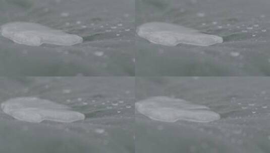 大雨中的荷叶水滴LOG高清在线视频素材下载