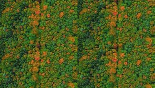 秋天森林的鸟瞰图高清在线视频素材下载