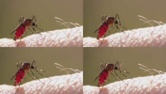 4k蚊子吸血高清在线视频素材下载