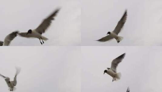 海鸥在雨天飞翔高清在线视频素材下载