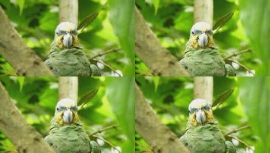 鹦鹉在树枝上张望高清在线视频素材下载