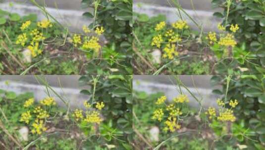 小茴香花朵高清在线视频素材下载