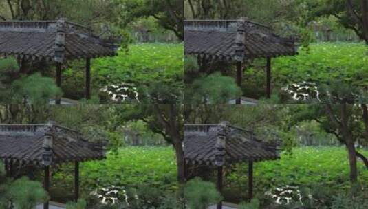 荷花园荷花荷叶空镜古典园林高清在线视频素材下载