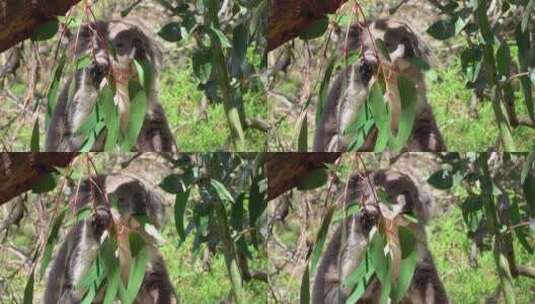 特写 美丽的毛毛考拉吃多汁的桉树叶子高清在线视频素材下载