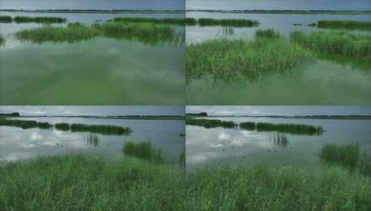 湿地苇荡孕育着新生命4K航拍高清在线视频素材下载