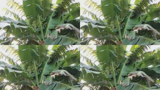 4K拍摄香蕉树高清在线视频素材下载