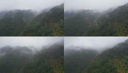 重庆北碚缙云山迎来降雨，云雾缭绕（延时）高清在线视频素材下载