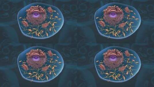 细胞核 肝细胞 肝结构 囊泡 肝组织动画高清在线视频素材下载