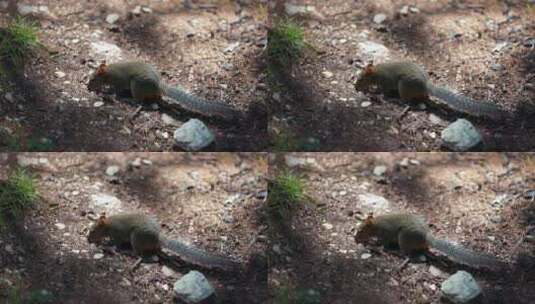 野外觅食奔跑的松鼠近拍高清在线视频素材下载