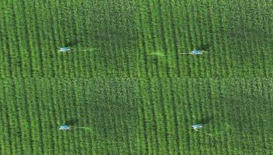 俯拍绿色农田水稻种植竖屏高清在线视频素材下载