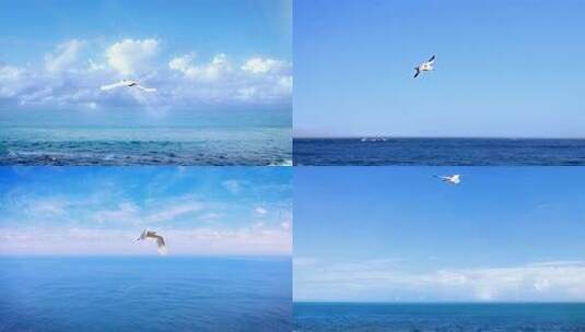 海鸥翱翔于大海蓝天之上高清在线视频素材下载