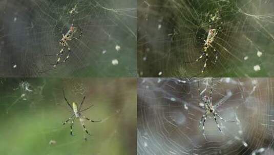 4k拍摄昆虫蜘蛛美丽的蜘蛛网高清在线视频素材下载