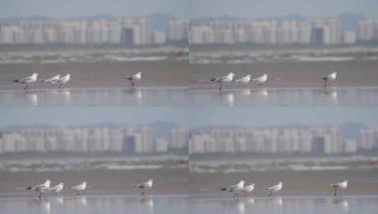 秦皇岛海鸥 海鸟高清在线视频素材下载