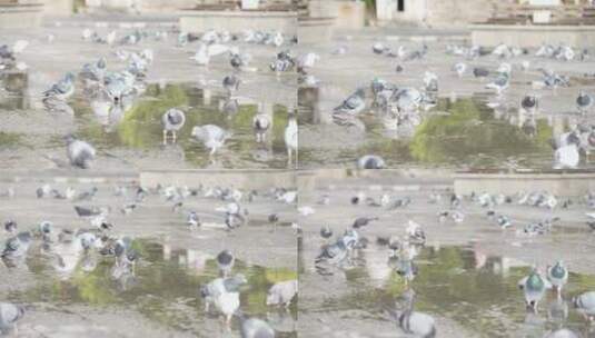 鸽子飞鸽飞鸟广场动物高清在线视频素材下载