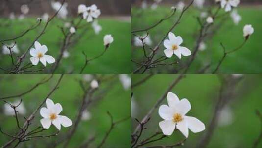春天绽放的木兰花 (2)高清在线视频素材下载