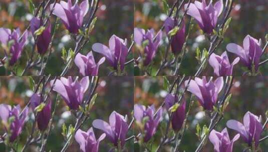 盛开的木兰花 (2)高清在线视频素材下载