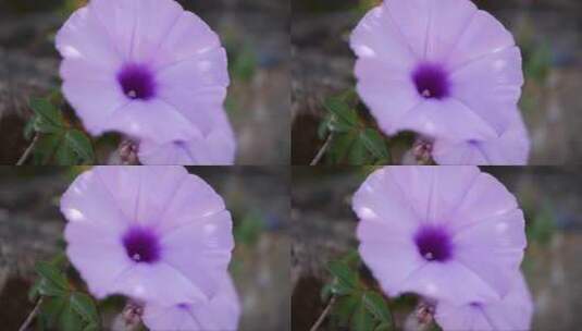 随风摇摆的淡紫色牵牛花高清在线视频素材下载
