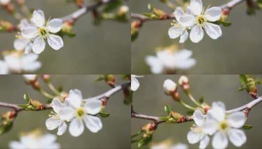 绽放的白樱花高清在线视频素材下载