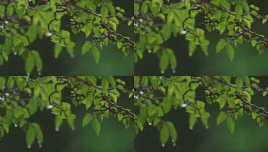雨水从树叶上滴落高清在线视频素材下载